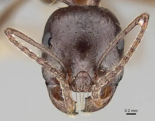 Messor striatifrons specimen CASENT0915992 image casent0915992_2