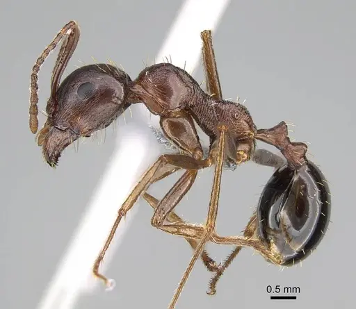 Messor striatifrons specimen CASENT0915992 image casent0915992_3