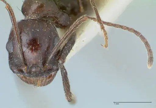 Messor striatifrons specimen FOCOL1282 image focol1282_2