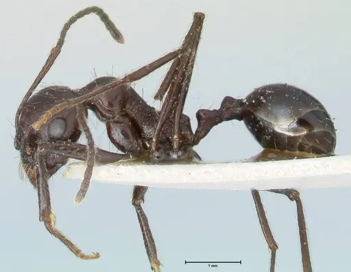 Messor striatifrons specimen FOCOL1282 image focol1282_3