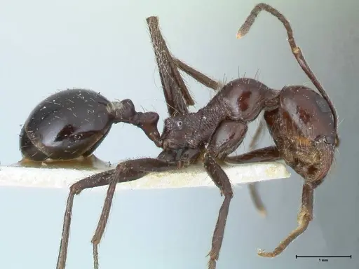 Messor striatifrons specimen FOCOL1282 image focol1282_4