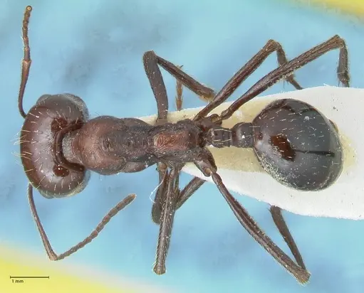 Messor striatifrons specimen FOCOL1283 image focol1283_1