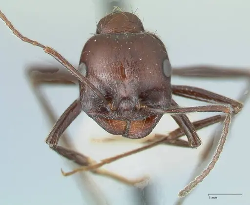 Messor striatifrons specimen FOCOL1283 image focol1283_2