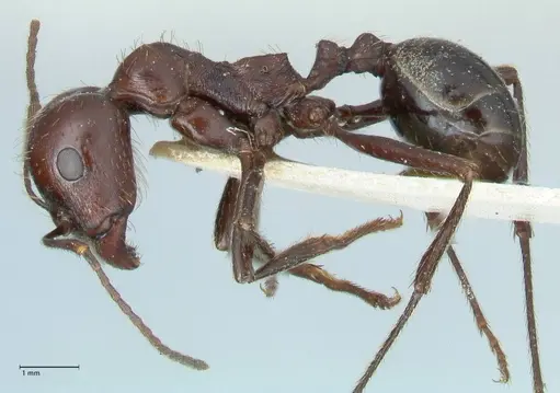Messor striatifrons specimen FOCOL1283 image focol1283_3