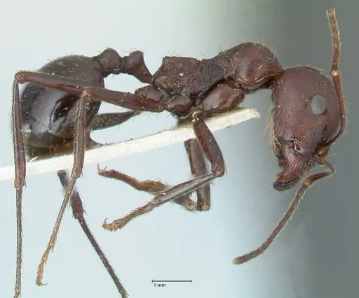 Messor striatifrons specimen FOCOL1283 image focol1283_4