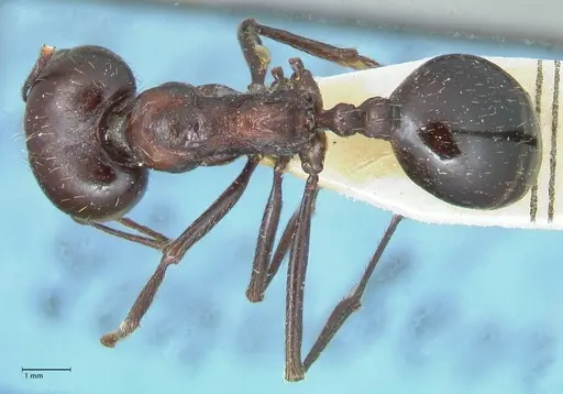 Messor striatifrons specimen FOCOL1284 image focol1284_1