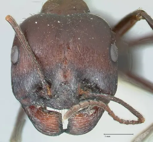 Messor striatifrons specimen FOCOL1284 image focol1284_2