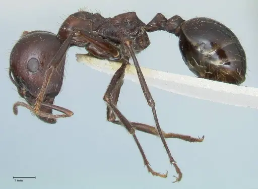 Messor striatifrons specimen FOCOL1284 image focol1284_3