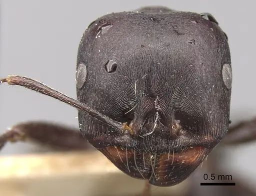 Messor striativentris specimen CASENT0280944 image casent0280944_2