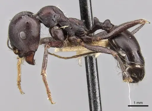 Messor striativentris specimen CASENT0280944 image casent0280944_3