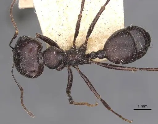 Messor striativentris specimen CASENT0907741 image casent0907741_1