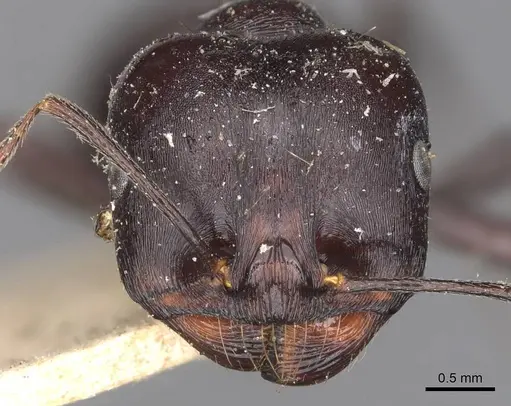 Messor striativentris specimen CASENT0907741 image casent0907741_2