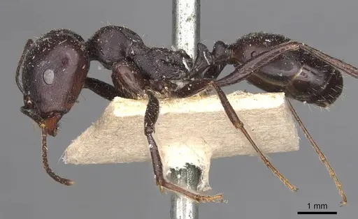Messor striativentris specimen CASENT0907741 image casent0907741_3