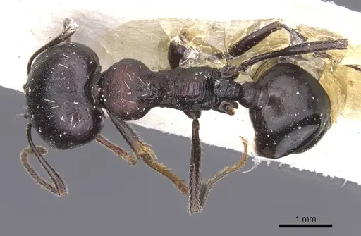 Messor striativentris specimen CASENT0913225 image casent0913225_1