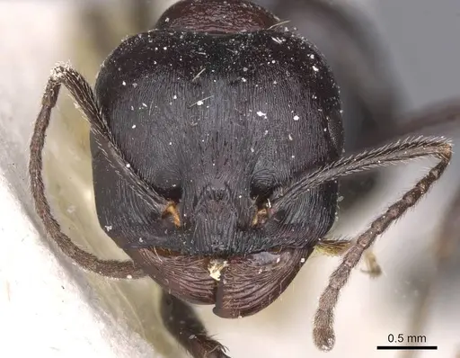 Messor striativentris specimen CASENT0913225 image casent0913225_2