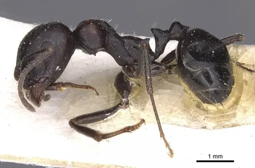 Messor striativentris specimen CASENT0913225 image casent0913225_3