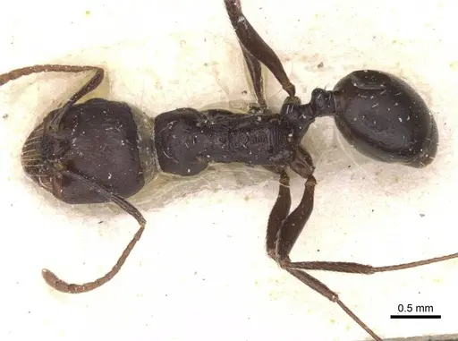 Messor striativentris specimen CASENT0913226 image casent0913226_1