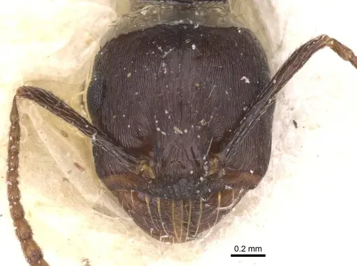Messor striativentris specimen CASENT0913226 image casent0913226_2