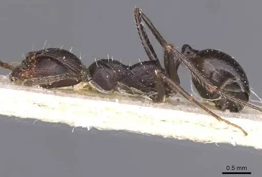 Messor striativentris specimen CASENT0913226 image casent0913226_3