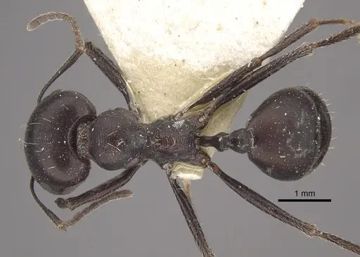 Messor striativentris specimen CASENT0917754 image casent0917754_1