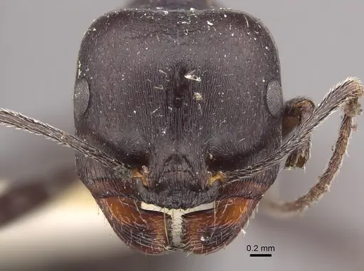 Messor striativentris specimen CASENT0917754 image casent0917754_2