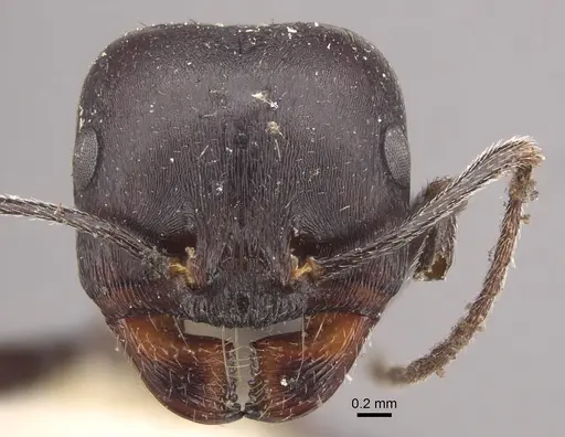 Messor striativentris specimen CASENT0917754 image casent0917754_3