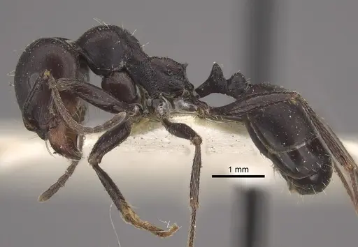 Messor striativentris specimen CASENT0917754 image casent0917754_4