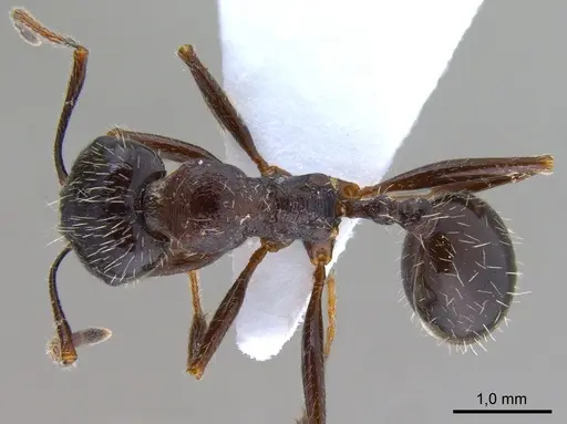 Messor structor specimen ANTWEB1008070 image antweb1008070_1