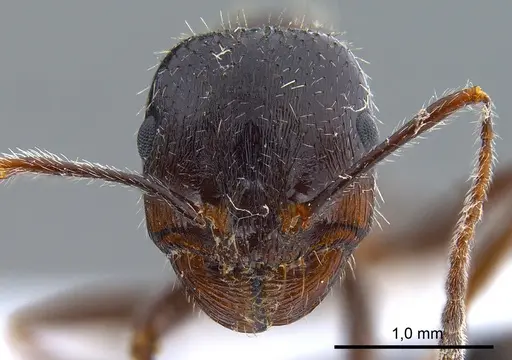 Messor structor specimen ANTWEB1008070 image antweb1008070_2