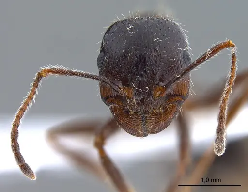Messor structor specimen ANTWEB1008070 image antweb1008070_3