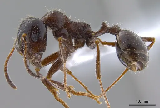 Messor structor specimen ANTWEB1008070 image antweb1008070_4