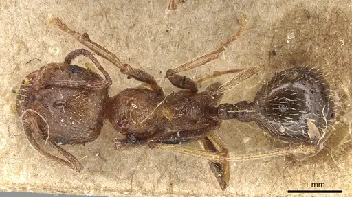Messor structor specimen CASENT0904131 image casent0904131_1