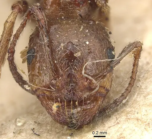 Messor structor specimen CASENT0904131 image casent0904131_2