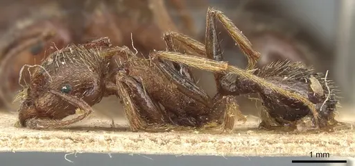 Messor structor specimen CASENT0904131 image casent0904131_3