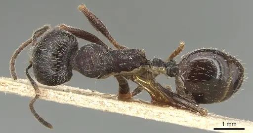 Messor structor specimen CASENT0904133 image casent0904133_1