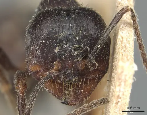 Messor structor specimen CASENT0904133 image casent0904133_2