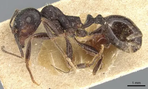 Messor structor specimen CASENT0904133 image casent0904133_3