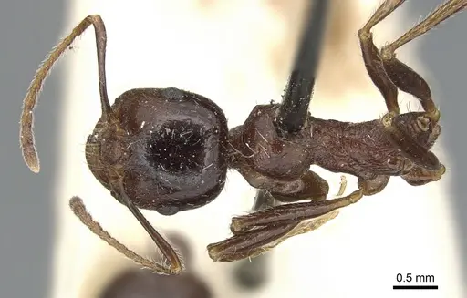 Messor structor specimen CASENT0904134 image casent0904134_1