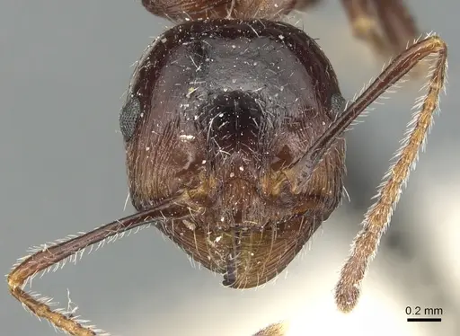 Messor structor specimen CASENT0904134 image casent0904134_2