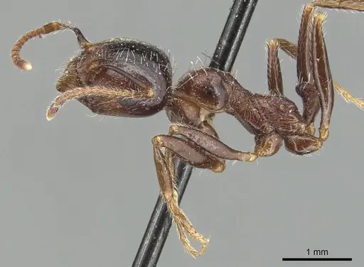 Messor structor specimen CASENT0904134 image casent0904134_3