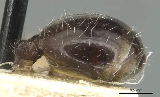 Messor structor specimen CASENT0904134 image casent0904134_4