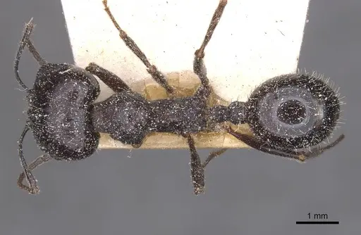 Messor structor specimen CASENT0913227 image casent0913227_1