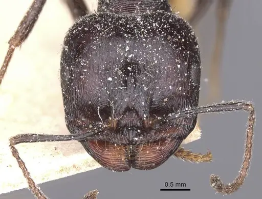 Messor structor specimen CASENT0913227 image casent0913227_2