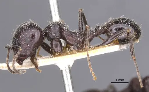Messor structor specimen CASENT0913227 image casent0913227_3