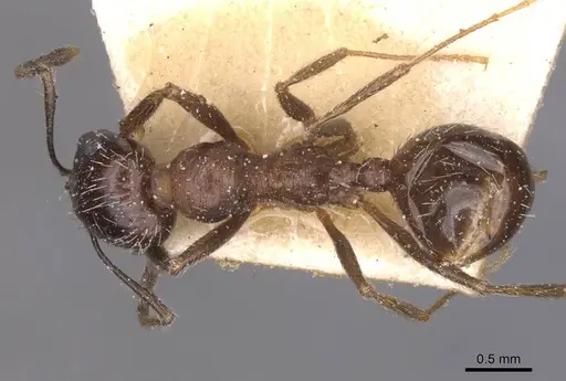 Messor structor specimen CASENT0913228 image casent0913228_1