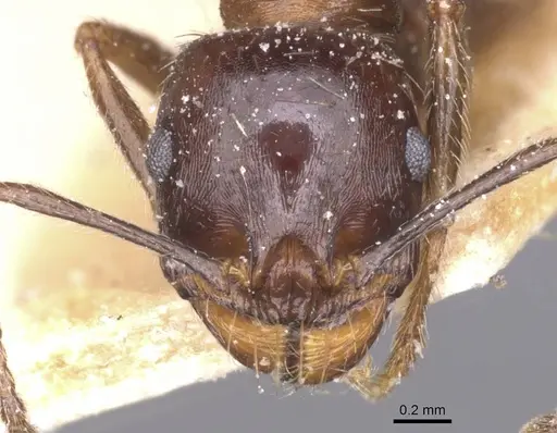 Messor structor specimen CASENT0913228 image casent0913228_2