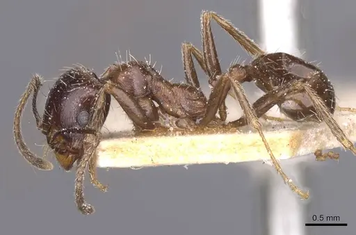 Messor structor specimen CASENT0913228 image casent0913228_3