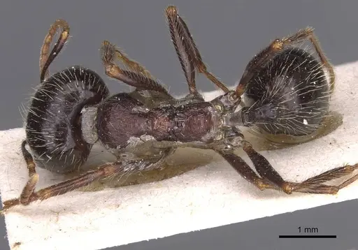 Messor structor specimen CASENT0913229 image casent0913229_1