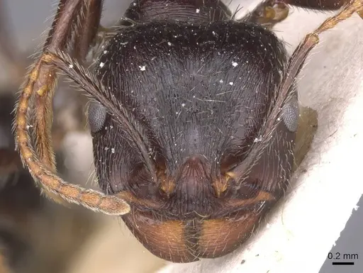 Messor structor specimen CASENT0913229 image casent0913229_2