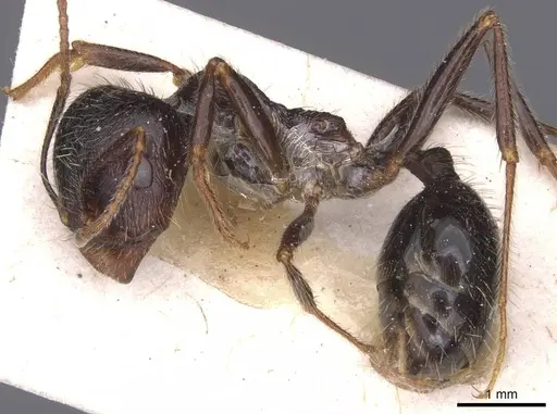 Messor structor specimen CASENT0913229 image casent0913229_3